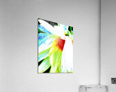 Abstract Textured Daisy Flower Acrylic Print