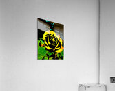 Abstract Rose  Acrylic Print