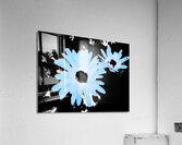 Abstract Blue Daises on a Monochrome Background Acrylic Print