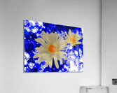 Abstract Daises Abstract Background Acrylic Print