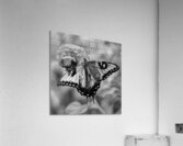 Beautiful Butterfly Resting on Red Flower B&W Acrylic Print