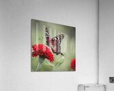 Resting Butterfly on Red Flower Acrylic Print