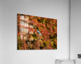 Kingfisher in Autumn Bokeh  Acrylic Print