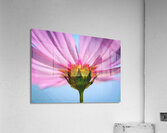 Pink Cosmos Flower X100 Acrylic Print