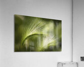 Wyoming Grassess Blowing in the Wind X100 Acrylic Print