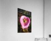 Pink Heart Calla Lilly X100 Acrylic Print
