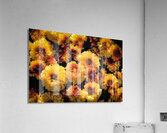 Mums the Word Chrysanthemum X101 Acrylic Print