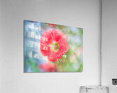 Red Hollyhock Acrylic Print