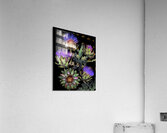 French Artichokes   Acrylic Print