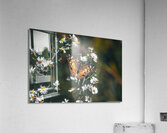 Beautiful American Lady on Aster  Acrylic Print