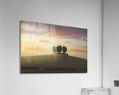 Cypress grove in Tuscany Acrylic Print