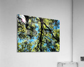 Birch Tree Canopy in Intelligent Art Acrylic Print