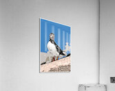 Atlantic Puffin Bird on Rocky Island Off Maine Coast - Illus.  Acrylic Print