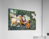 Hoar Frost in the Grass Acrylic Print