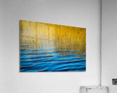 Blue Waters Golden Grass  Merritt Island National Wildlife Refuge X101 Acrylic Print