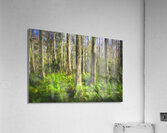 Cypress Trees and Ferns X106 Acrylic Print