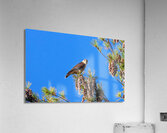 Merlin And Pine Cones II Acrylic Print