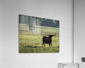Long Horns Acrylic Print