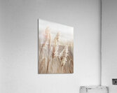 Pampas grass by the sea Acrylic Print