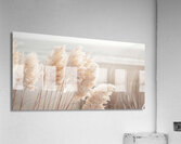 Poetry by the sea - Pampas grass panorama Acrylic Print