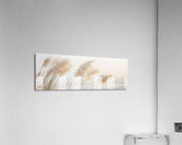 Poetry by the sea - Tender pampas grass Acrylic Print