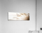 Poetry by the sea - Pampas grass in detail Acrylic Print