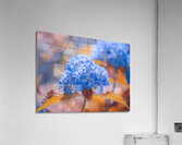 Blue Hydrangea Acrylic Print