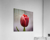 Tulip with Raindrops Acrylic Print
