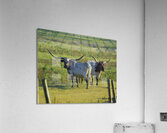 Double Trouble Acrylic Print
