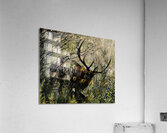 Estes Park Bull Elk  Acrylic Print