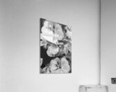 Raindrops Resting on Pink B&W Acrylic Print