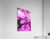 Raindrops Resting on Pink Acrylic Print