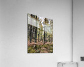 Autumnal Pine and Birch Forest in the Scottish Highlands Acrylic Print