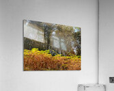 Scenes from the Trail - Ferns in a Scottish Highlands Pine Forest Acrylic Print