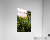 Smoky Mountains Summer Wildflowers Acrylic Print