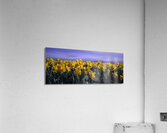 Skagit Gold Acrylic Print