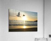 Birds and paddle boarders at the Copacabana Beach in Rio de Janeiro in Brazil at sunrise  Acrylic Print