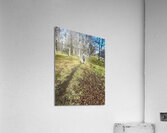 Scenes from the Trail - Impressionistic Dog Walk  Acrylic Print