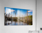 Stick in the Mud 7940 Acrylic Print