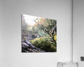 Woodlands Acrylic Print