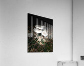 Scenes from the Trail -Autumnal Forest Mushroooms Acrylic Print