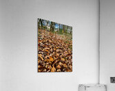 Scenes from the Trail - Fallen Leaves  Acrylic Print