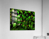  Artistic Autumnal Acer Leaves Too Acrylic Print