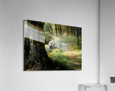 Scottish Woodland  Acrylic Print