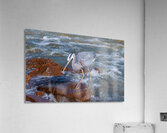 Great Blue Heron - Rock Hopper on the Hunt Acrylic Print