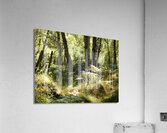 Scottish Highlands Spring Woodland Acrylic Print