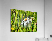 Single Wild Daisy in the Scottish Highlands  Acrylic Print