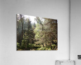 Summer Woodland in the Scottish Highlands  Acrylic Print