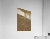 Magnolia Acrylic Print
