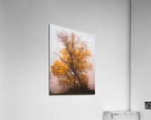 Yellow Autumn Acrylic Print